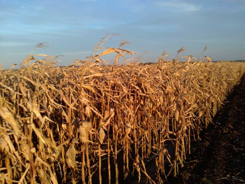 feld3_s